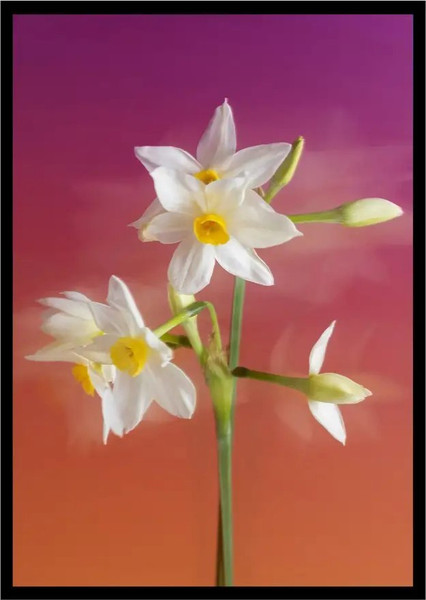 Изображение товара Постер Citydecor Цветы 7 (21x30)