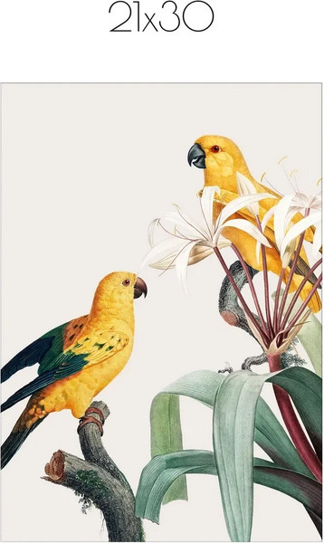 Изображение товара Постер Citydecor Попугайчики 1 (21x30)