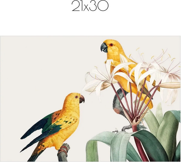 Изображение товара Постер Citydecor Попугайчики 9 (21x30)