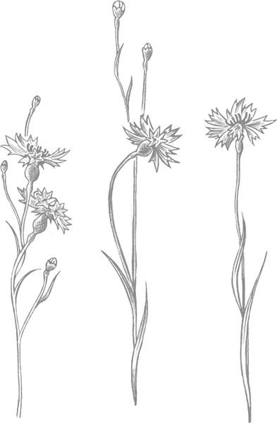 Изображение товара Книга АСТ Челлендж, или Мишка_на _Севере, твердая обложка (Бурак Елена)