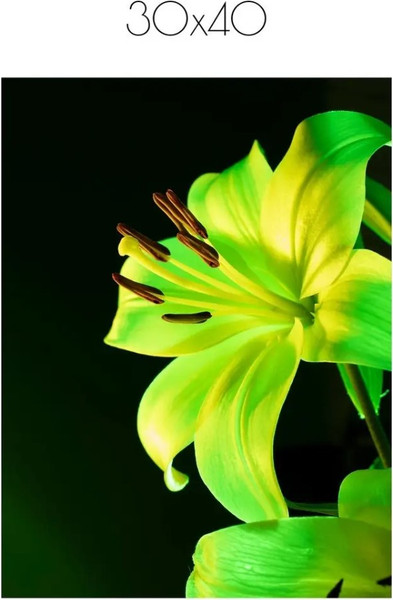 Изображение товара Постер Citydecor Цветы 13 (30x40)