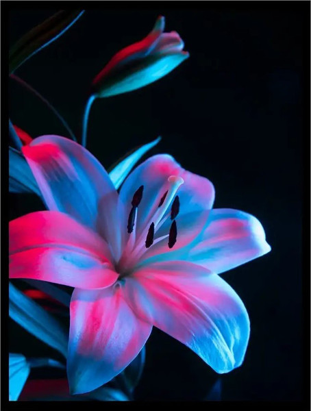 Изображение товара Постер Citydecor Цветы 3 (30x40)