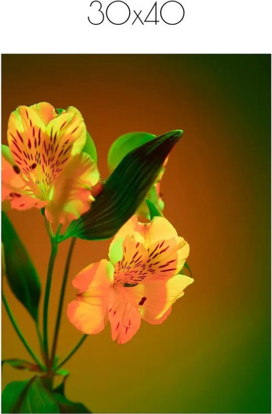 Изображение товара Постер Citydecor Цветы 4 (30x40)