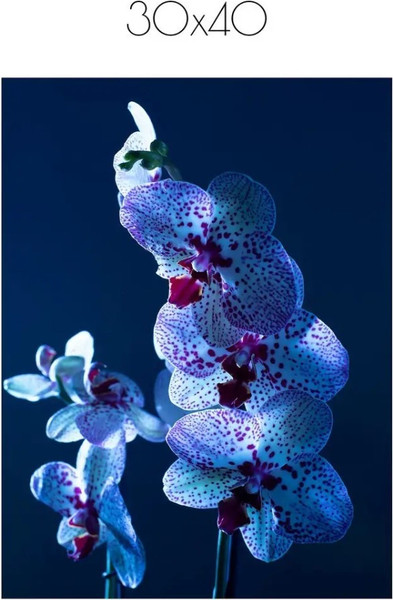 Изображение товара Постер Citydecor Цветы 5 (30x40)