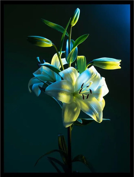 Изображение товара Постер Citydecor Цветы 6 (30x40)