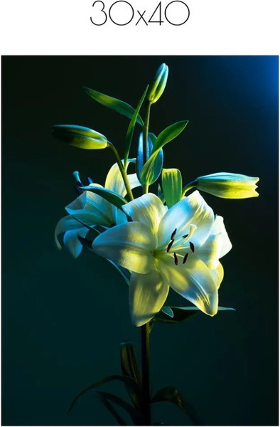 Изображение товара Постер Citydecor Цветы 6 (30x40)