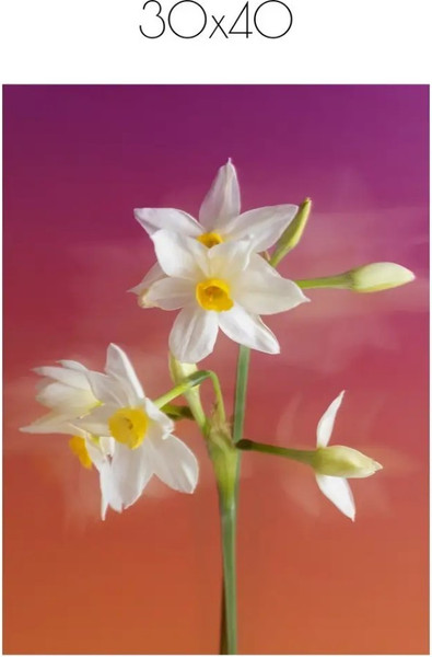 Изображение товара Постер Citydecor Цветы 7 (30x40)