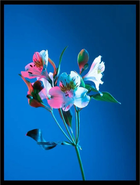 Изображение товара Постер Citydecor Цветы 8 (30x40)