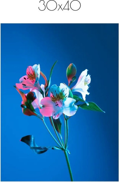 Изображение товара Постер Citydecor Цветы 8 (30x40)