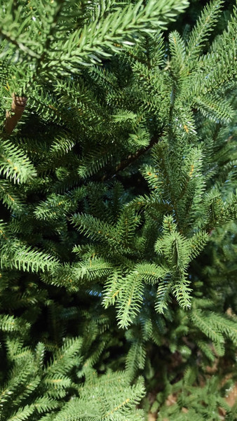 Изображение товара Ель искусственная GreenTerra Синдерелла (2.15м)