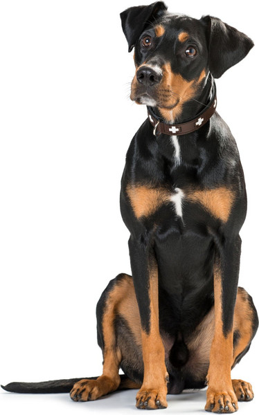 Изображение товара Ошейник HUNTER Collar Swiss 42830 (55/M, коричневый)