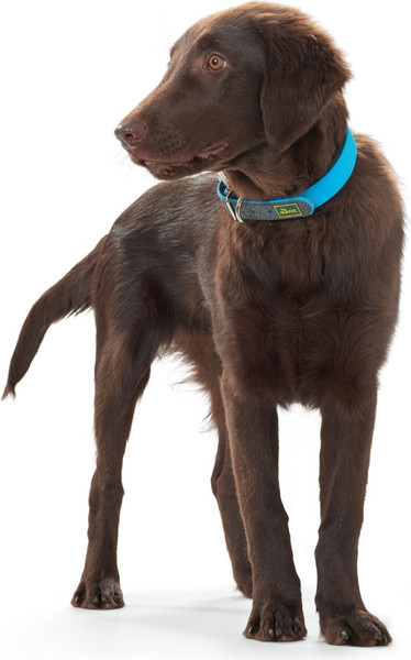 Изображение товара Ошейник HUNTER Collar Convenience / 63147 (50/M, бирюзовый)