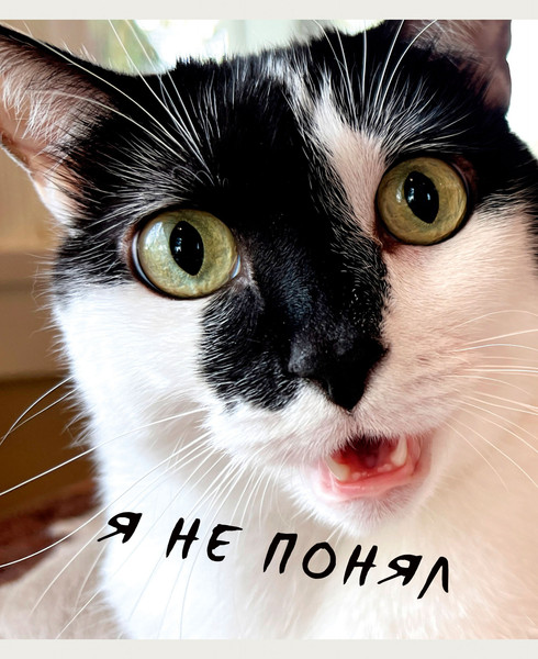 Изображение товара Тетрадь Listoff Котики / ТК968711