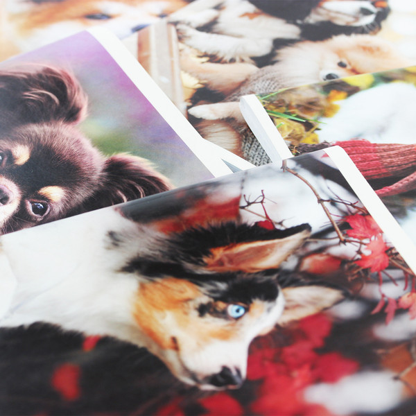 Изображение товара Тетрадь Listoff Пушистые друзья / ТК968386