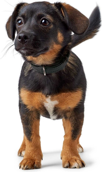 Изображение товара Ошейник HUNTER Collar Modern Art 42/S / 97709