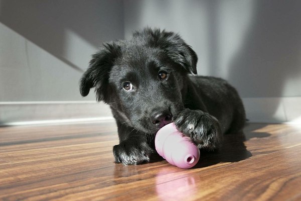Изображение товара Игрушка для собак KONG Puppy S / 41943