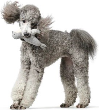 Изображение товара Игрушка для собак HUNTER Skagen Seal M / 69003 (серый)