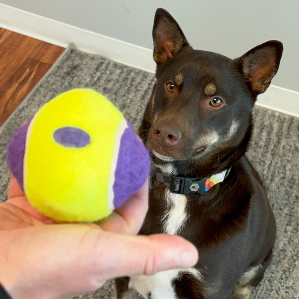 Изображение товара Игрушка для собак KONG Squeaker Knobby Ball / 69536