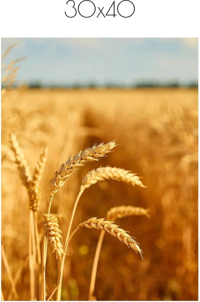 Изображение товара Постер Citydecor Природа 7 (30x40)