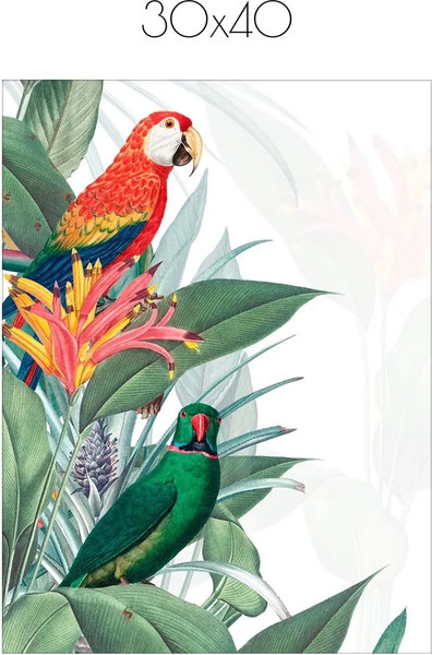 Изображение товара Постер Citydecor Попугайчики 8 (30x40)