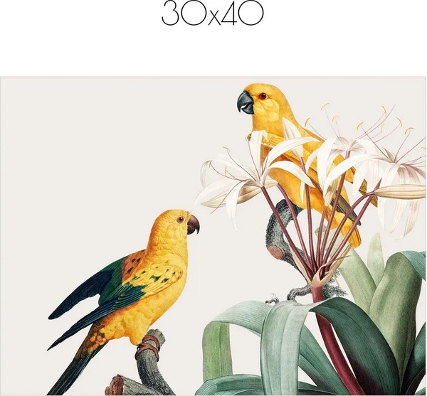 Изображение товара Постер Citydecor Попугайчики 9 (30x40)