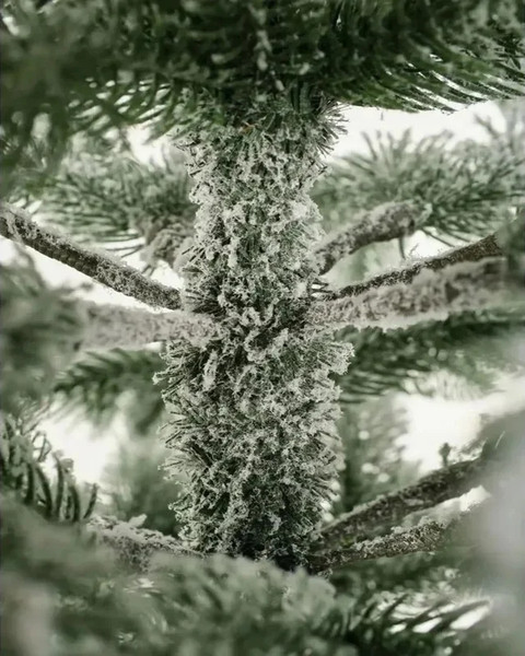 Изображение товара Ель искусственная National Tree Company Эверест стройная заснеженная / ЭВ/ЗСН-230 (230см)