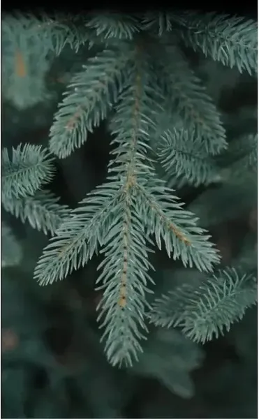 Изображение товара Ель искусственная National Tree Company Форест / ФОР/ГЛ-160 (160см, голубой)