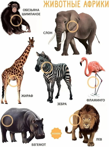 Изображение товара Музыкальная книга Робинс Животные. 50 звуков / 9785436607979