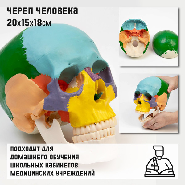 Изображение товара Анатомическая модель Sima-Land Череп человека цветной / 9278886