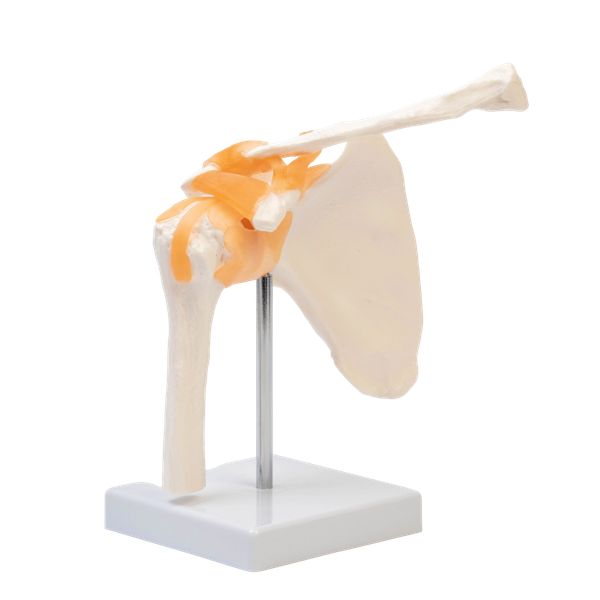 Изображение товара Анатомическая модель Sima-Land Плечевой сустав / 9278888