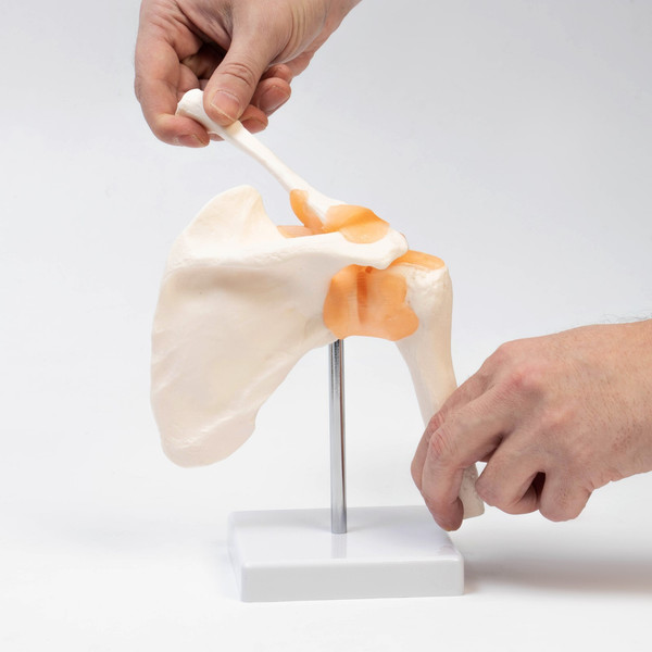 Изображение товара Анатомическая модель Sima-Land Плечевой сустав / 9278888