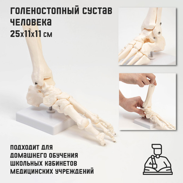 Изображение товара Анатомическая модель Sima-Land Голеностопный сустав / 9278884