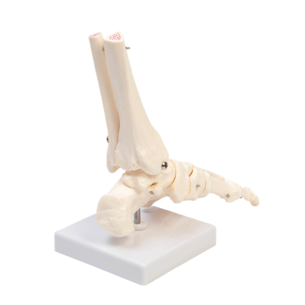 Изображение товара Анатомическая модель Sima-Land Голеностопный сустав / 9278884