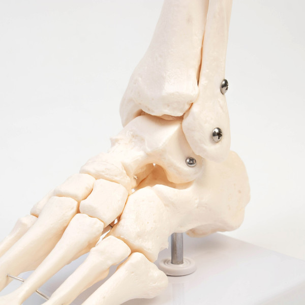 Изображение товара Анатомическая модель Sima-Land Голеностопный сустав / 9278884