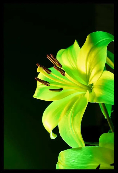 Изображение товара Постер Citydecor Цветы 13 (40x60)