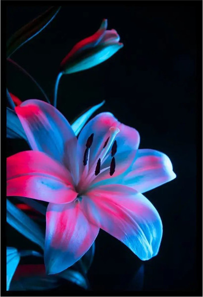 Изображение товара Постер Citydecor Цветы 3 (40x60)