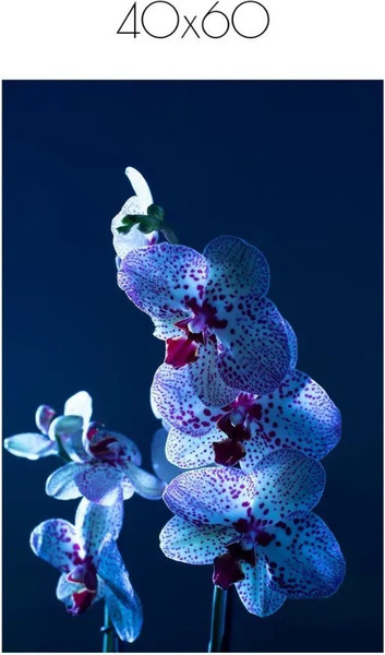 Изображение товара Постер Citydecor Цветы 5 (40x60)