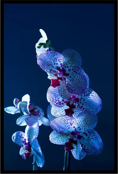 Изображение товара Постер Citydecor Цветы 5 (40x60)