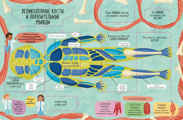 Изображение товара Энциклопедия CLEVER Книжка с окошками. Тело человека / 9785002117796 (Мосс Рейчел)