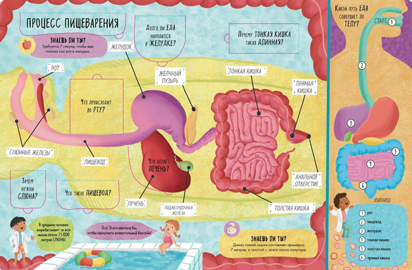 Изображение товара Энциклопедия CLEVER Книжка с окошками. Тело человека / 9785002117796 (Мосс Рейчел)