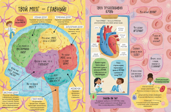 Изображение товара Энциклопедия CLEVER Книжка с окошками. Тело человека / 9785002117796 (Мосс Рейчел)
