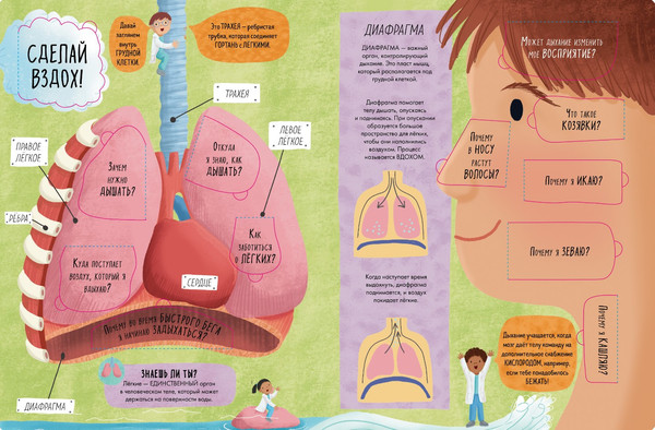 Изображение товара Энциклопедия CLEVER Книжка с окошками. Тело человека / 9785002117796 (Мосс Рейчел)