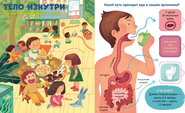 Изображение товара Энциклопедия CLEVER Книжка с окошками. Тело человека / 9785002116973