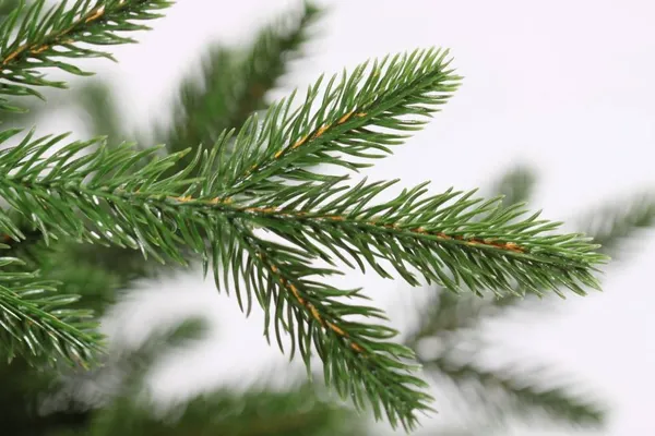 Изображение товара Ель искусственная GreenTerra Адель (4.25м)
