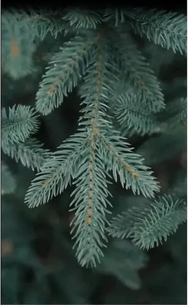 Изображение товара Ель искусственная National Tree Company Форест / ФОР/ГЛ-130 (130см, голубой)