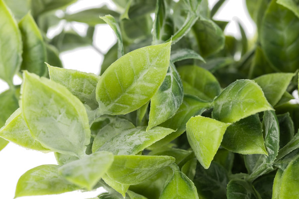 Изображение товара Искусственное растение Sundays Home PB05-11 / 6405000719B