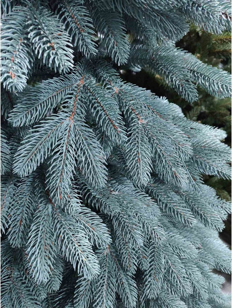 Изображение товара Ель искусственная Смерека Премиум / СМ-22ПГ (голубой, 220см)