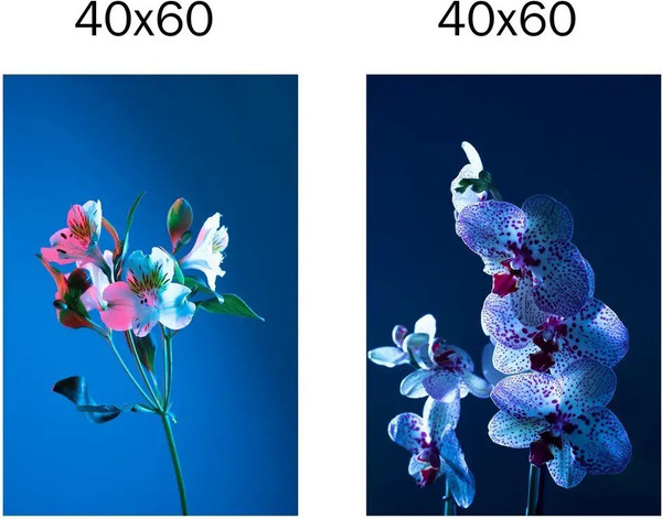 Изображение товара Постеры Citydecor Цветы 18 (2шт, 40x60)