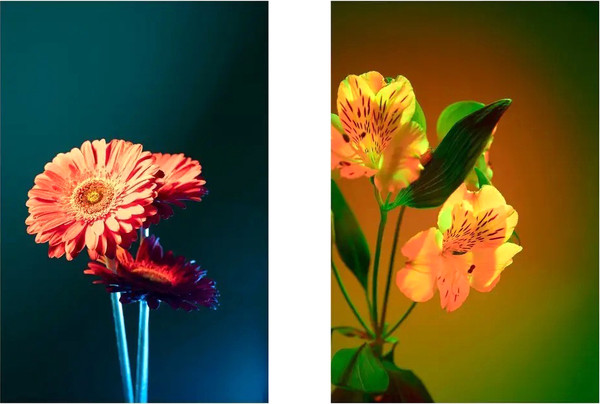 Изображение товара Постеры Citydecor Цветы 19 (2шт, 40x60)