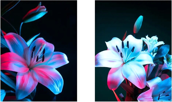 Изображение товара Постеры Citydecor Цветы 17 (2шт, 30x40)